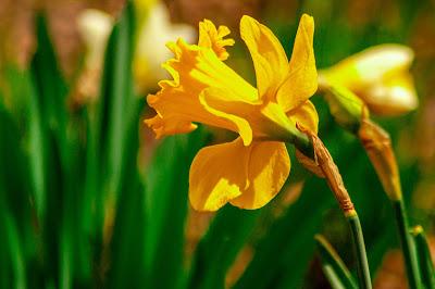 Caught in delium [blossoms]