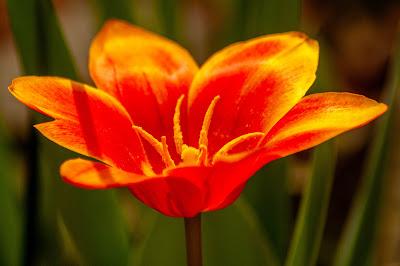 Caught in delium [blossoms]