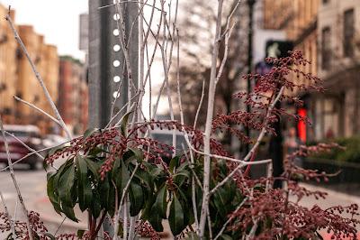 Friday Fotos: An act of quite despiration, leavened with bacon