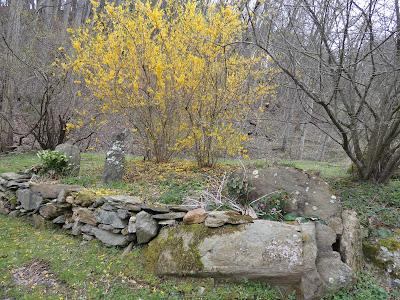 Blue Benches, Yellow Flowera