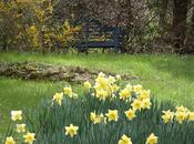 Blue Benches, Yellow Flowera