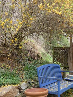 Blue Benches, Yellow Flowera