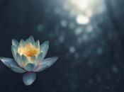 Trurimesu: Holistic Path Balance Harmony