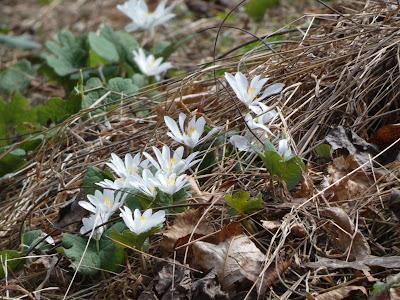 Bloodroot and Re-Wilding Bloodroot and Re-Wilding
