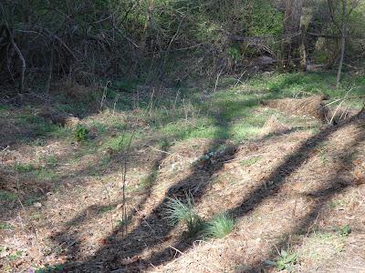 Bloodroot and Re-Wilding Bloodroot and Re-Wilding