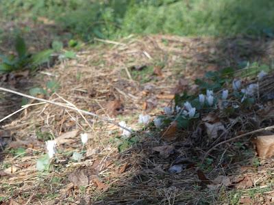 Bloodroot and Re-Wilding Bloodroot and Re-Wilding