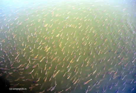 fish school !! fish school !!
