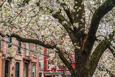 From yesterday's photo walk, including cherry blossoms!