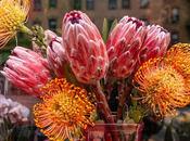 From Yesterday's Photo Walk, Including Cherry Blossoms!