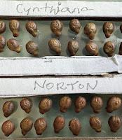 EWE25:  Solving a Grape’s Identity: Using DNA or Ampelography? Norton or Cynthiana