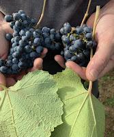 EWE25:  Solving a Grape’s Identity: Using DNA or Ampelography? Norton or Cynthiana