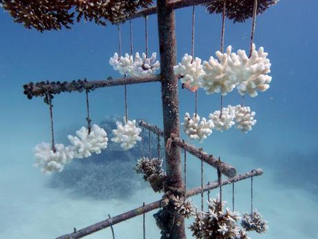 A coral tree nursery in the Maldives with bleached _Pocillopora verrucosa_ between healthy _Acropora tenuis_ colonies.