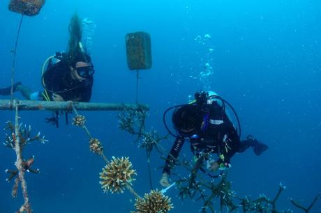 Two divers tend coral (_Acropora tenuis_ and _Acropora muricata_) 'rope' nurseries in the Maldives