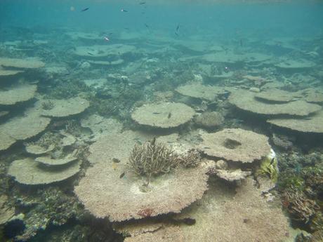 Underwater view of dead corals in the Maldives, with a few small fish in the distance.