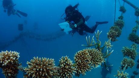 Reality check: coral restoration won’t save the world’s reefs