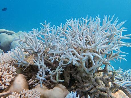 Closeup of a bleached (white) coral in blue water