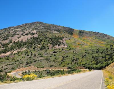 Peculiar Eruptive Mountains on the Colorado Plateau