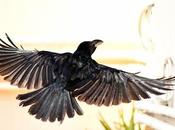 Like, Hate Crows