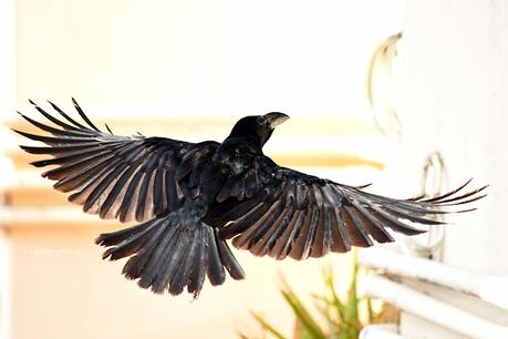 Do you like, do you hate Crows ! ? ! Do you like, do you hate Crows ! ? !