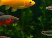 Unusual Pond Fish You’ve Probably Never Considered