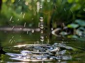 Clear Water, Happy Fish: Garden Pond Cleaning Tricks