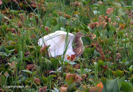 Pond Heron !! Pond Heron !!