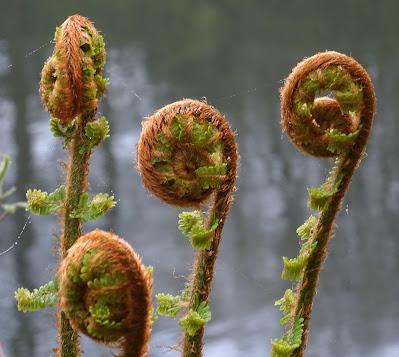 The Monthly Fern: Bracken—dreadful or delightful?