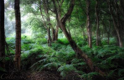 The Monthly Fern: Bracken—dreadful or delightful?