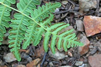 The Monthly Fern: Bracken—dreadful or delightful?