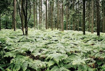 The Monthly Fern: Bracken—dreadful or delightful?