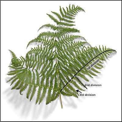 The Monthly Fern: Bracken—dreadful or delightful?