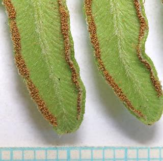 The Monthly Fern: Bracken—dreadful or delightful?