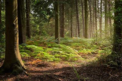 The Monthly Fern: Bracken—dreadful or delightful?