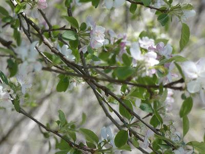 As If Democracy.. As If Democracy..