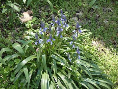 Bluebells and Ramps