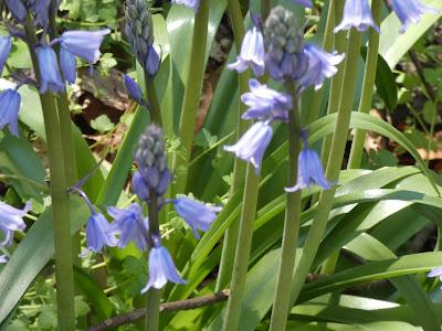 Bluebells and Ramps