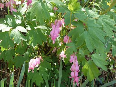 Tax Day--But Not in NC