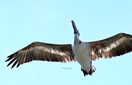 Pallu ... Pelican !!! Pallu ... Pelican !!!