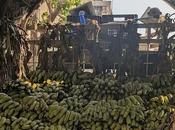Banana News