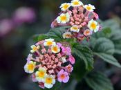 Beau Wild Flowers Lantana