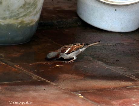 Summer - water is precious !!