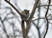 Squirrel Autumn