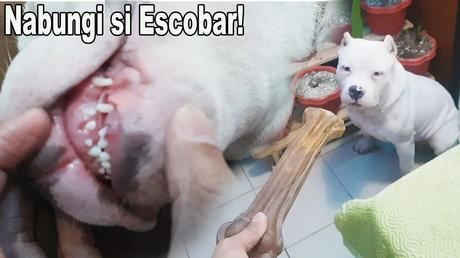 American Bully puppy teething,American Bully Philippines,puppy lost baby teeth,teething toys for dogs,life with American Bully,micro-living with pets,simple lifestyle vlog,Pinoy pet vlogger,raising an American Bully,furparent life in the city,teething tips for puppies,how to care for teething puppies,puppy dental care tips,American Bully vlog 2025,Escobar the American Bully,puppy milestones vlog,dog care Philippines,funny pet vlog,emotional pet owner vlog