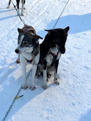 FINLAND IN WINTER: Searching for the Northern Lights, Guest Post by Ann Whitford Paul FINLAND IN WINTER: Searching for the Northern Lights, Guest Post by Ann Whitford Paul