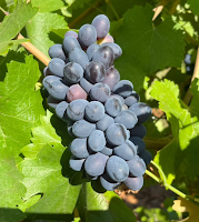 Grape Spotlight: D.O. León Belote Prieto Picudo & I.G.P. Castilla y León Leyenda Del Paramo