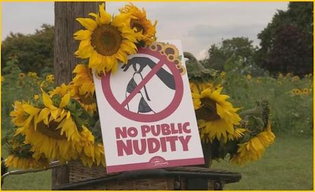 Bedazzled By Sunflowers