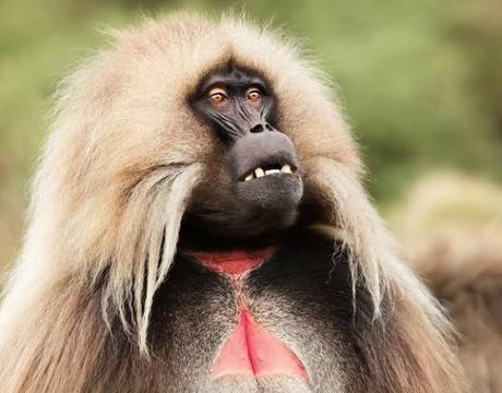 Gelada