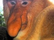 Meet Most Unusual Monkeys Earth