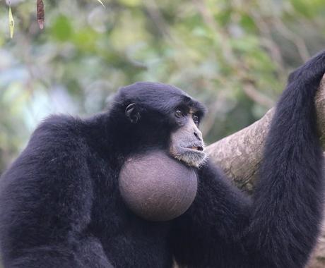 Siamang