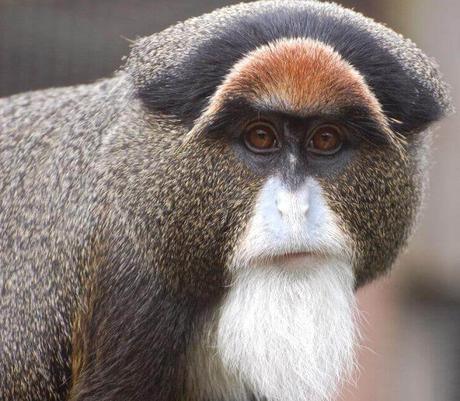 De Brazza’s Monkey